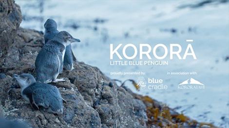 ODE_web_main_RNZ_Korora_640x360.png